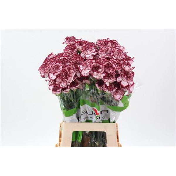 Dianthus St Perfect 70cm A1