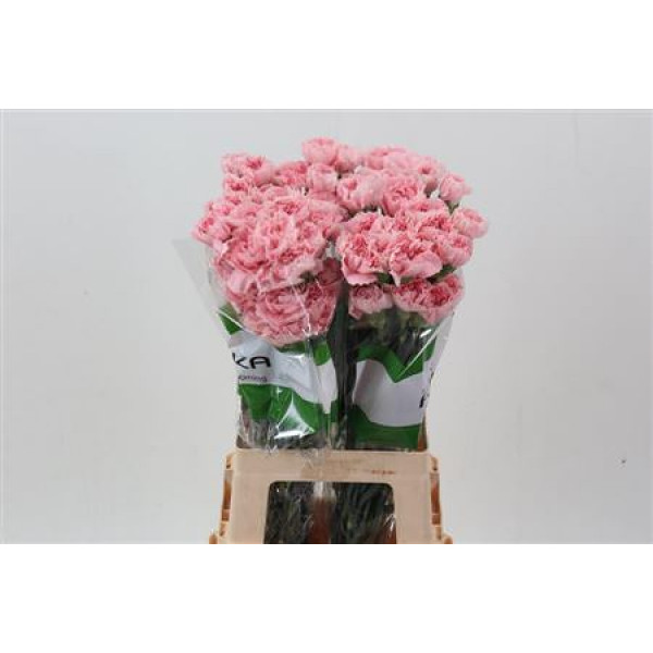 Dianthus St Pink Cute 70cm A1