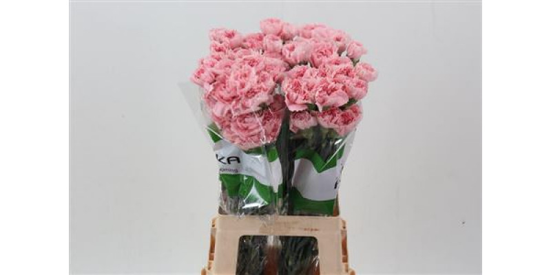 Dianthus St Pink Cute 70cm A1