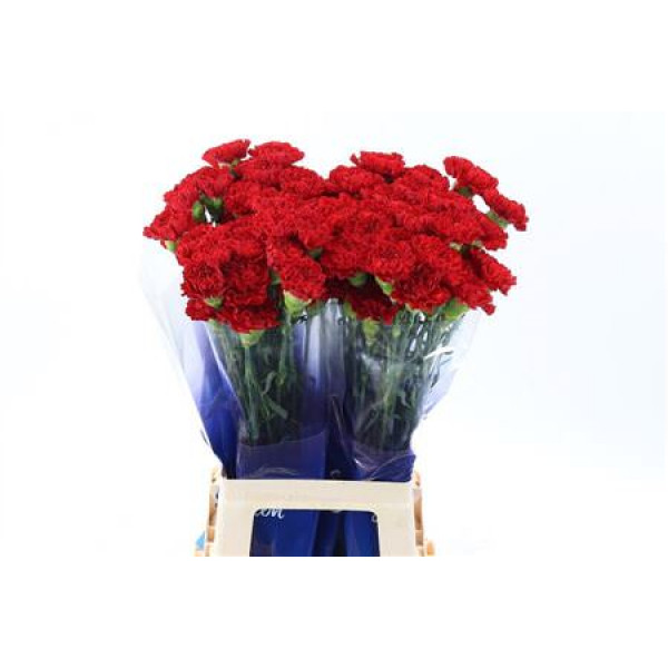 Dianthus St Red Daniko Hi 70cm A1