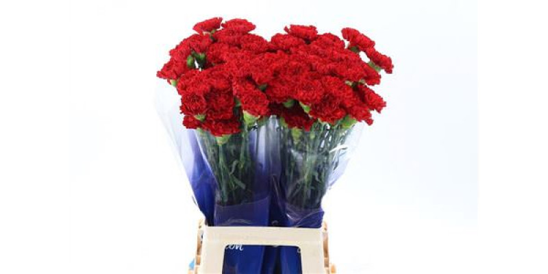 Dianthus St Red Daniko Hi 70cm A1