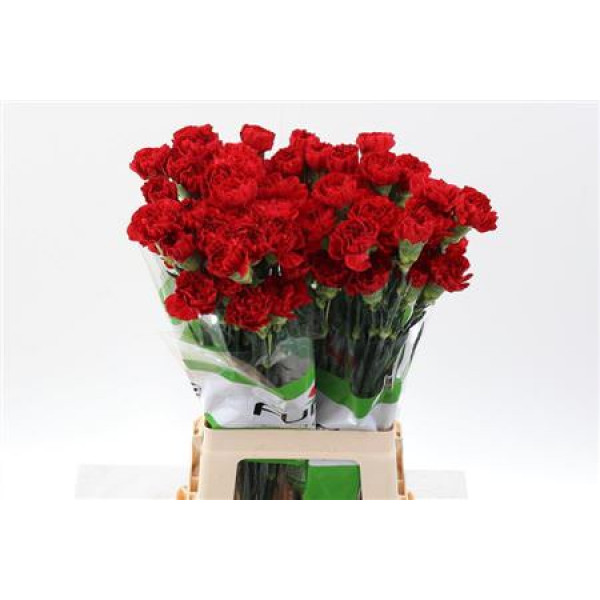 Dianthus St Red Soho 70cm A1