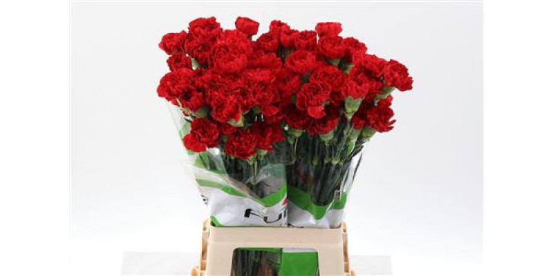 Dianthus St Red Soho 70cm A1