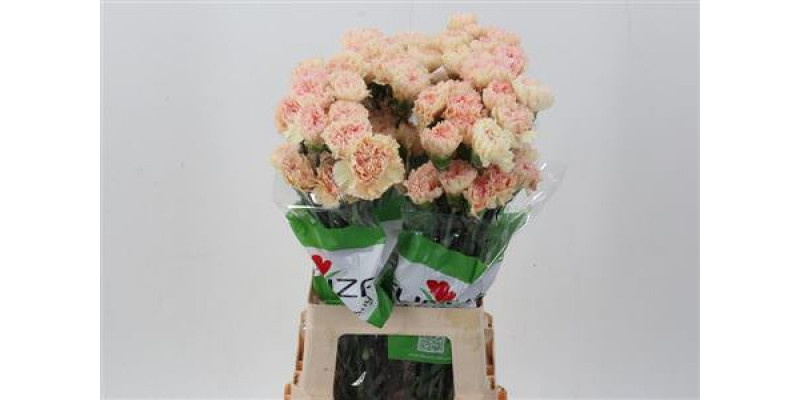 Dianthus St Samai 70cm A1