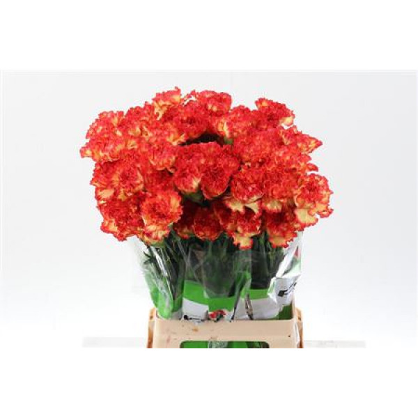 Dianthus St Sherkan 70cm A1