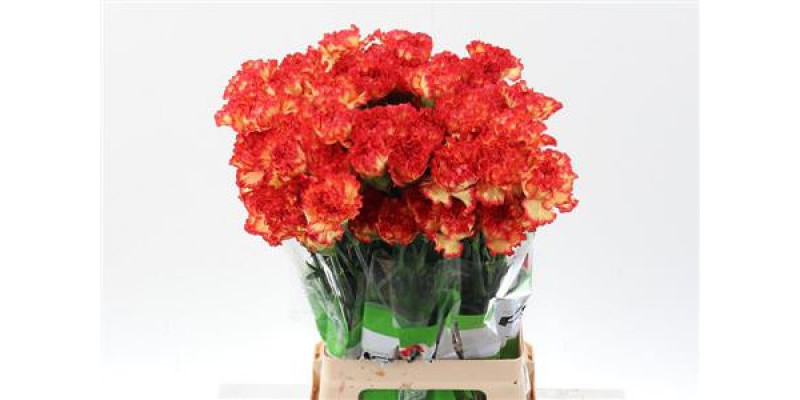 Dianthus St Sherkan 70cm A1