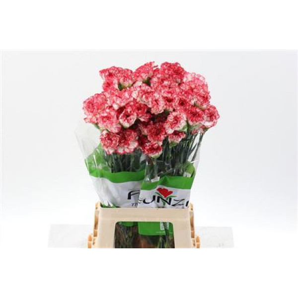 Dianthus St Sorisso 70cm A1