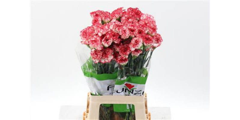 Dianthus St Sorisso 70cm A1