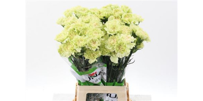 Dianthus St Sweet Green 70cm A1