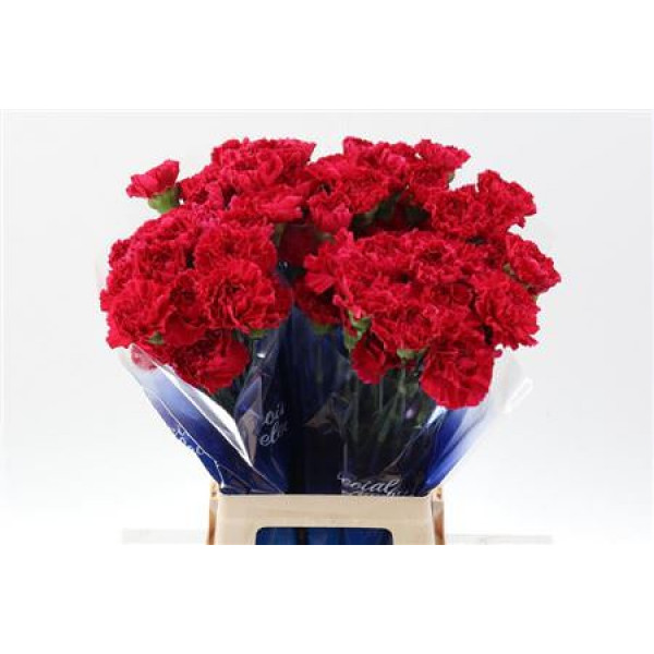 Dianthus St Zeppelin Hi 70cm A1