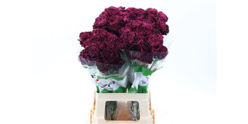 Dianthus St Nobbio Black Heart 70cm A1