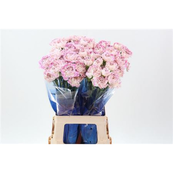 Dianthus St Premier Hi 70cm A1