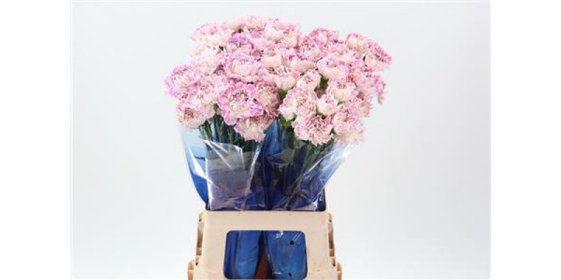 Dianthus St Premier Hi 70cm A1