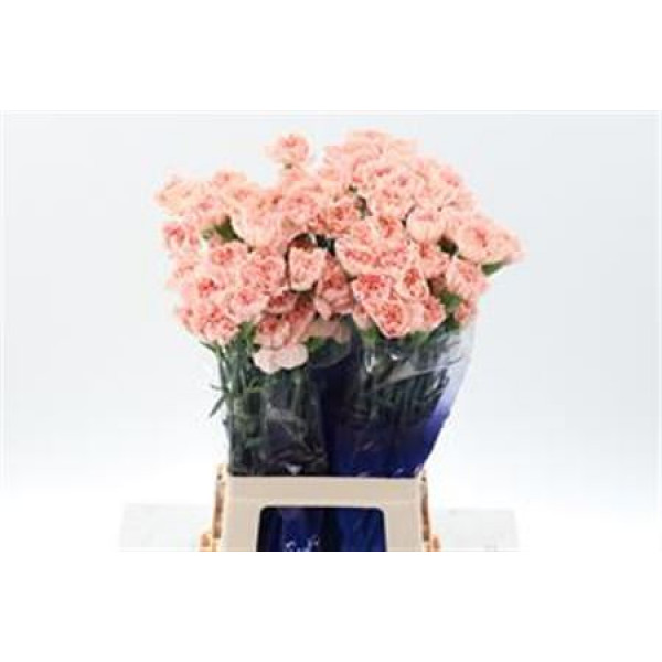 Dianthus St Peach Novia Hi 70cm A1