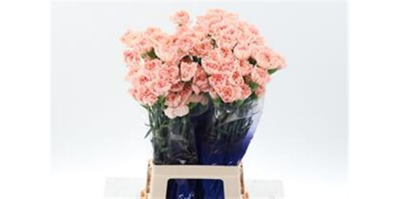 Dianthus St Peach Novia Hi 70cm A1