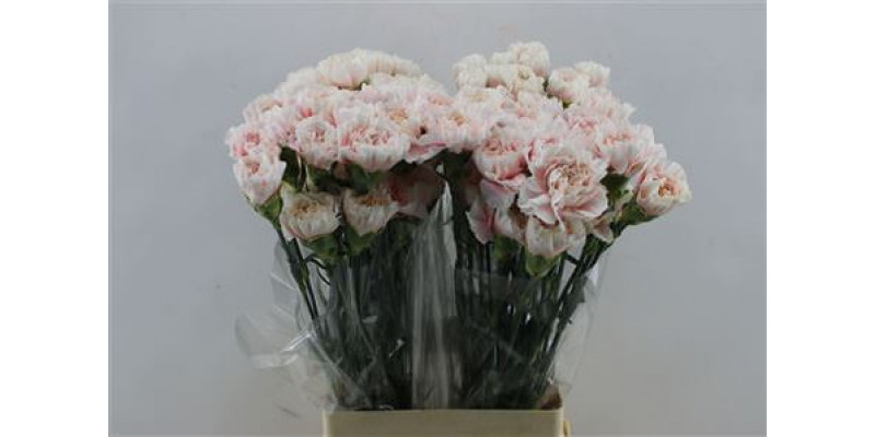 Dianthus St Altair 65cm A1