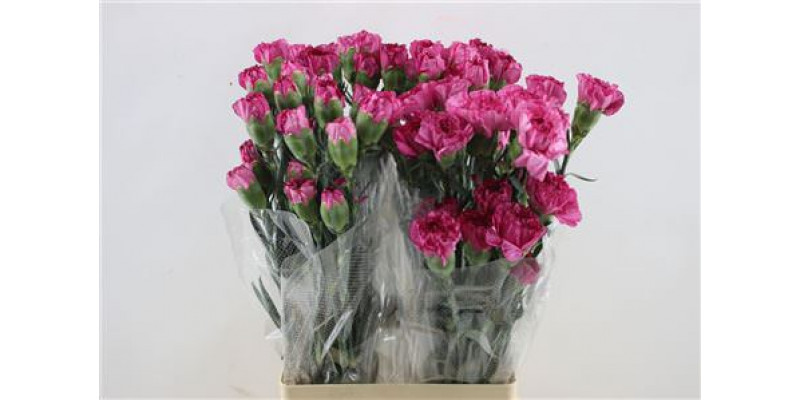 Dianthus St Amico Lavender 65cm A1