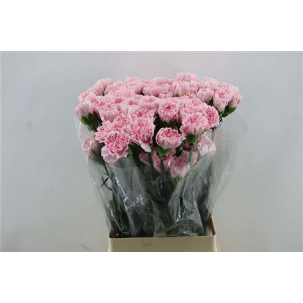 Dianthus St Damina 65cm A1