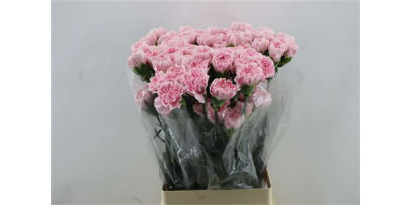 Dianthus St Damina 65cm A1