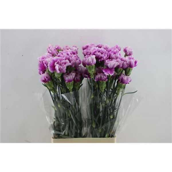 Dianthus St Eminence 65cm A1