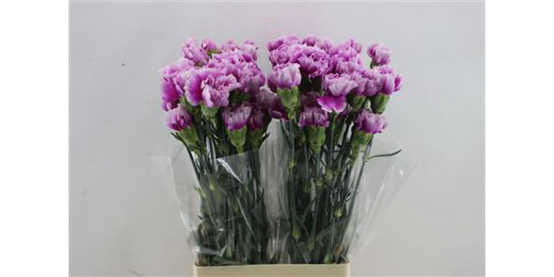 Dianthus St Eminence 65cm A1