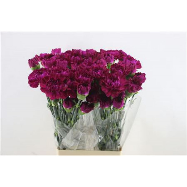 Dianthus St Yucari Violet 65cm A1