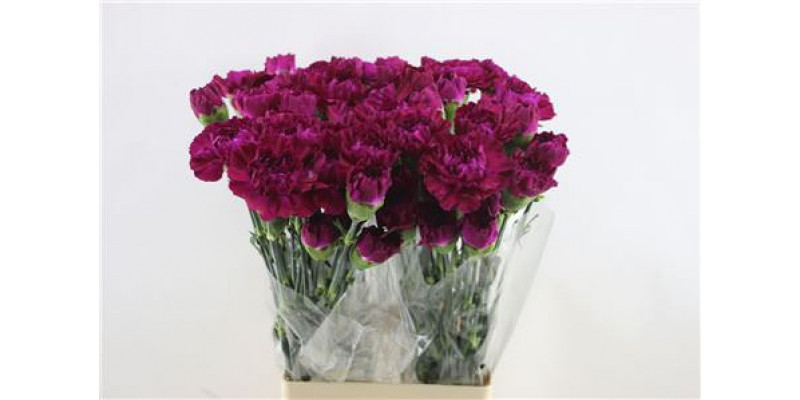 Dianthus St Yucari Violet 65cm A1