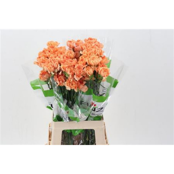 Dianthus St Caramel Cowboy 70cm A1