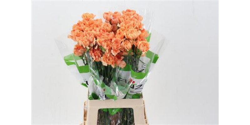 Dianthus St Caramel Cowboy 70cm A1