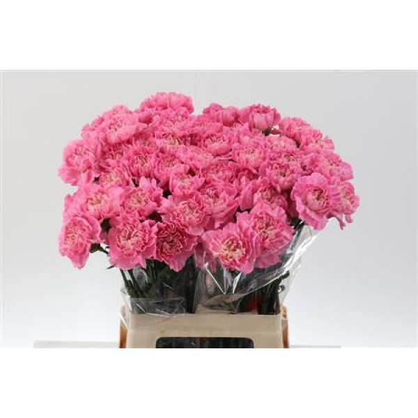 Dianthus St Cl Feminine Minami 65cm 