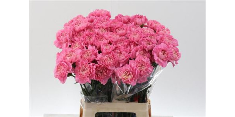 Dianthus St Cl Feminine Minami 65cm 