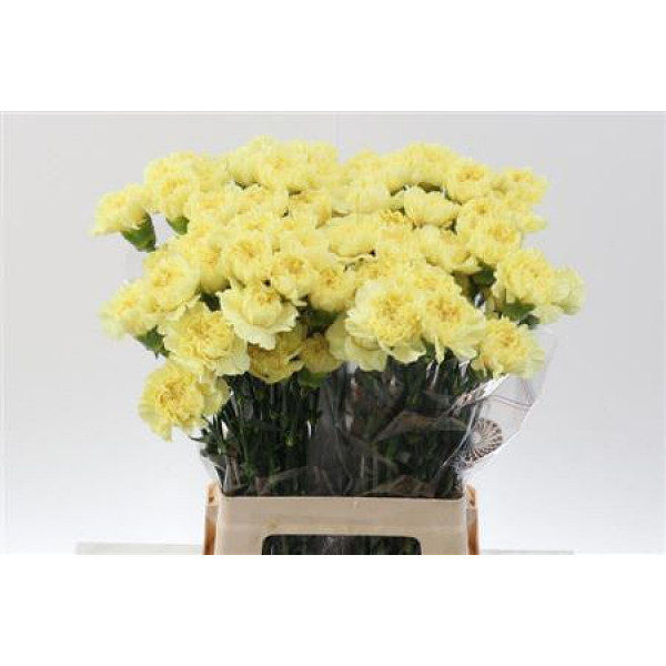 Dianthus St Cl Lemon Minami 65cm 