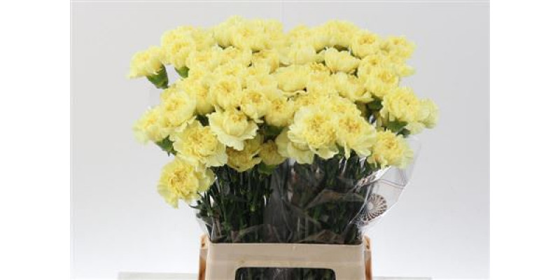 Dianthus St Cl Lemon Minami 65cm 