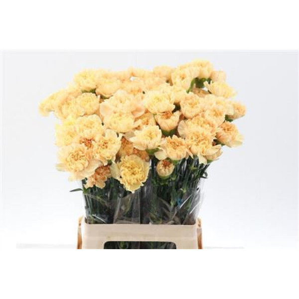 Dianthus St Cl Minami Gold 65cm 