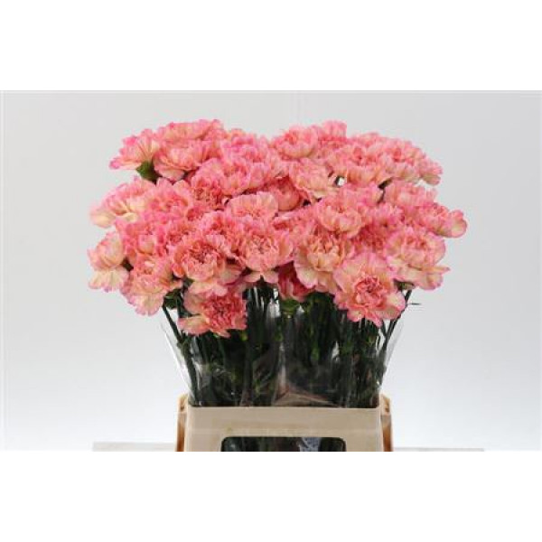 Dianthus St Cl Orange Minami 65cm 