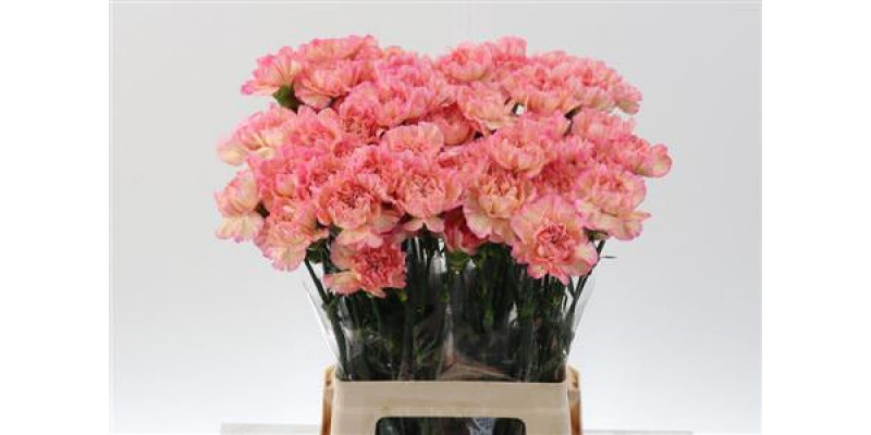 Dianthus St Cl Orange Minami 65cm 