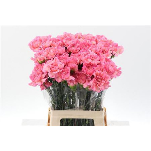 Dianthus St Cl Passion Minami 65cm 