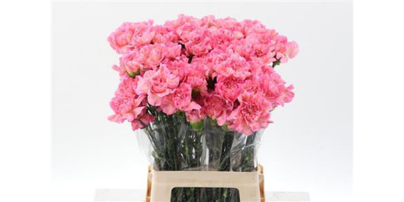 Dianthus St Cl Passion Minami 65cm 