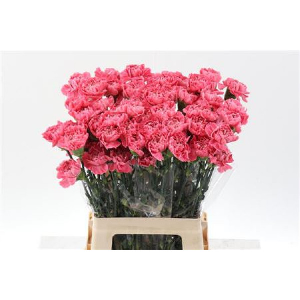 Dianthus St Cl Tommy Minami 65cm 