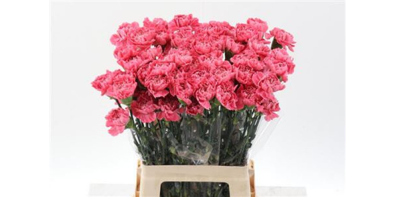 Dianthus St Cl Tommy Minami 65cm 