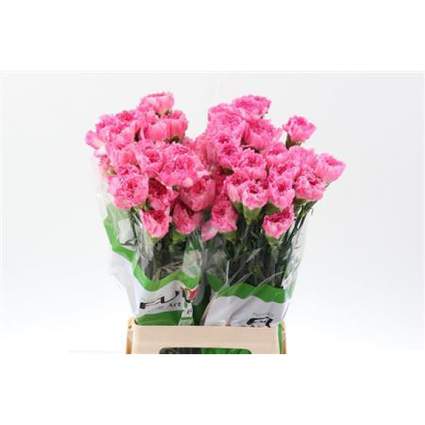 Dianthus St Dollar 70cm A1