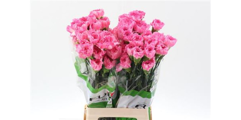 Dianthus St Dollar 70cm A1