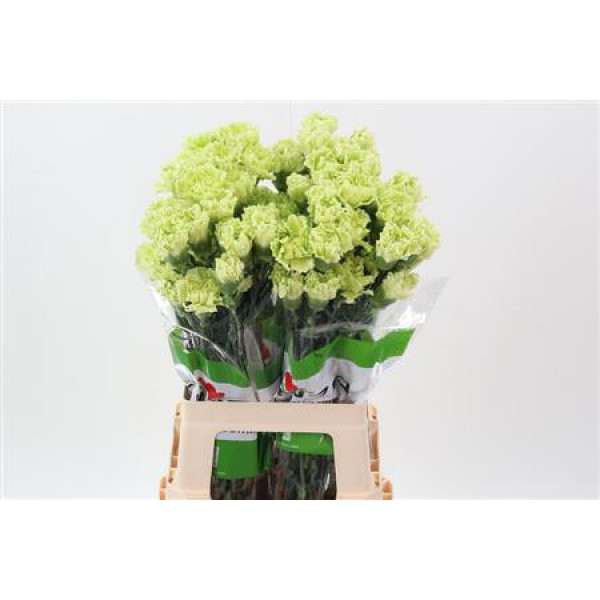 Dianthus St Emerald Green 70cm A1