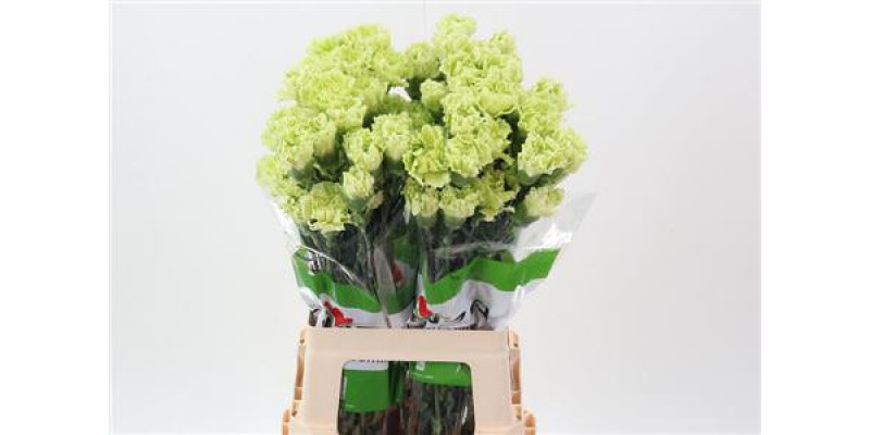 Dianthus St Emerald Green 70cm A1