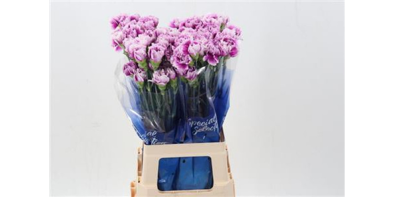 Dianthus St Eminence Hi 70cm A1