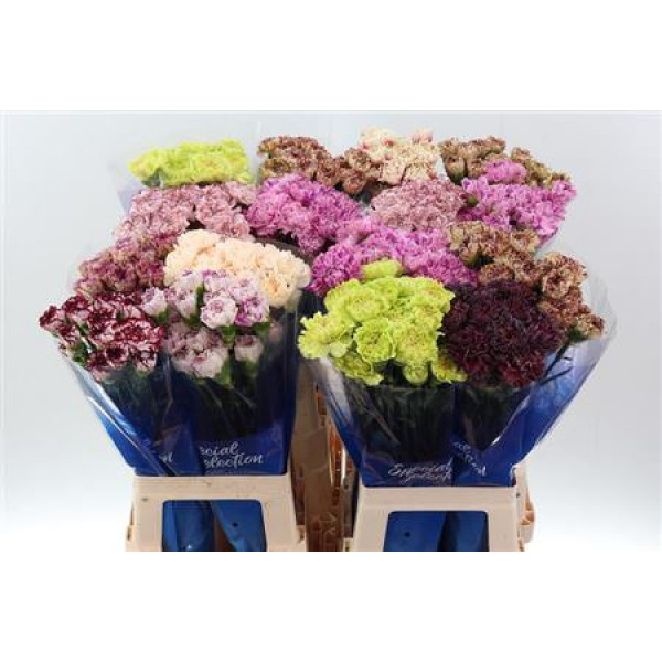 Dianthus St Gem In Fust Hi 70cm A1