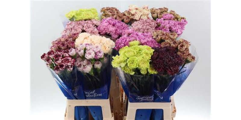 Dianthus St Gem In Fust Hi 70cm A1