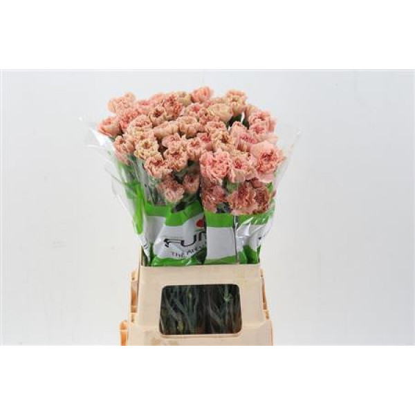 Dianthus St Honey 70cm A1