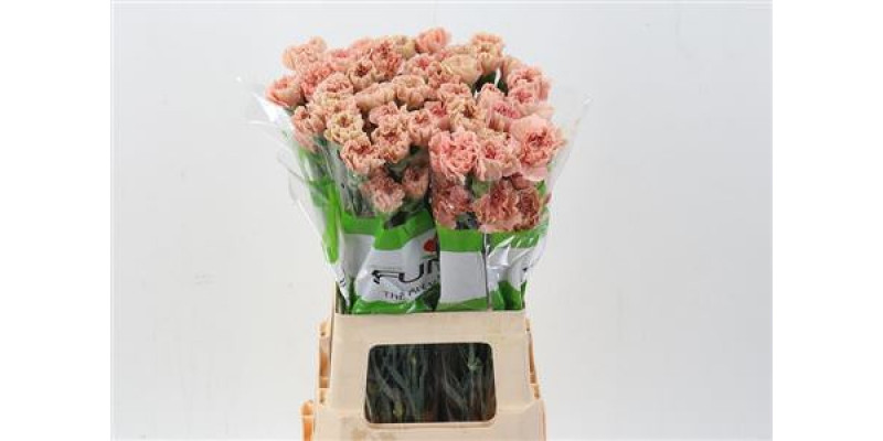 Dianthus St Honey 70cm A1