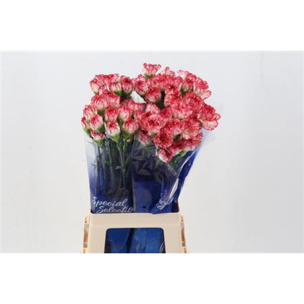 Dianthus St Innovation Hi 70cm A1